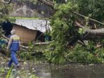 Pohon Besar Tumbang di PU Cikalongwetan Menimpa Rumah dan Kabel, Warga Minta Pemerintah Bertindak