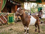Inilah Cara Memilih Kambing yang Bagus untuk Aqiqah
