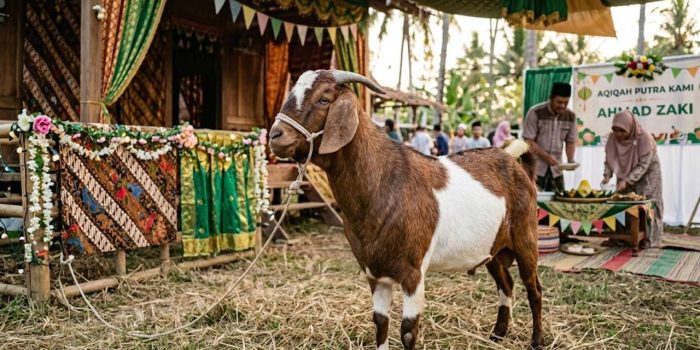 Inilah Cara Memilih Kambing yang Bagus untuk Aqiqah